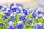 Picture of JOHNSON CITY-TEXAS-USA-BLUEBONNET WILDFLOWERS IN THE TEXAS HILL COUNTRY