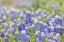 Picture of JOHNSON CITY-TEXAS-USA-BLUEBONNET WILDFLOWERS IN THE TEXAS HILL COUNTRY