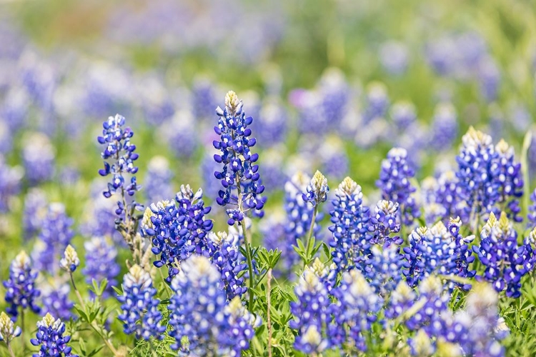 Picture of JOHNSON CITY-TEXAS-USA-BLUEBONNET WILDFLOWERS IN THE TEXAS HILL COUNTRY