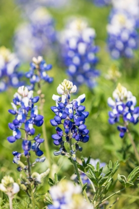 Picture of JOHNSON CITY-TEXAS-USA-BLUEBONNET WILDFLOWERS IN THE TEXAS HILL COUNTRY