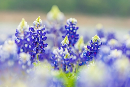 Picture of SPICEWOOD-TEXAS-USA-BLUEBONNET WILDFLOWERS IN THE TEXAS HILL COUNTRY