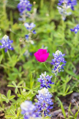 Picture of LLANO-TEXAS-USA-BLUEBONNET AND WINECUP WILDFLOWERS IN THE TEXAS HILL COUNTRY