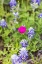Picture of LLANO-TEXAS-USA-BLUEBONNET AND WINECUP WILDFLOWERS IN THE TEXAS HILL COUNTRY
