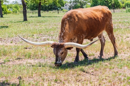 Picture of MARBLE FALLS-TEXAS-USA-LONGHORN CATTLE IN THE TEXAS HILL COUNTRY