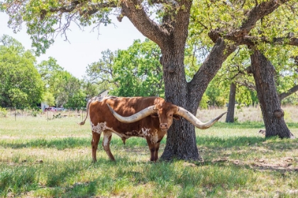 Picture of MARBLE FALLS-TEXAS-USA-LONGHORN CATTLE IN THE TEXAS HILL COUNTRY