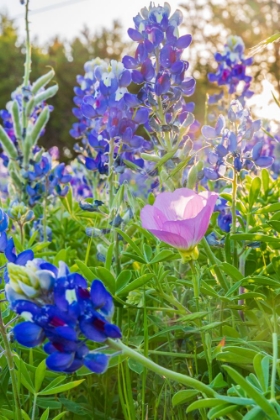 Picture of LAMPASAS-TEXAS-USA-PINK EVENING PRIMROSE AND BLUEBONNET WILDFLOWERS IN THE TEXAS HILL COUNTRY