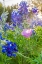 Picture of LAMPASAS-TEXAS-USA-PINK EVENING PRIMROSE AND BLUEBONNET WILDFLOWERS IN THE TEXAS HILL COUNTRY
