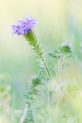 Picture of LAMPASAS-TEXAS-USA-PRAIRIE VERBENA WILDFLOWERS IN THE TEXAS HILL COUNTRY