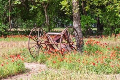 Picture of CASTROVILLE-TEXAS-USA-RUSTED ANTIQUE FARM EQUIPMENT IN A FIELD OF POPPIES