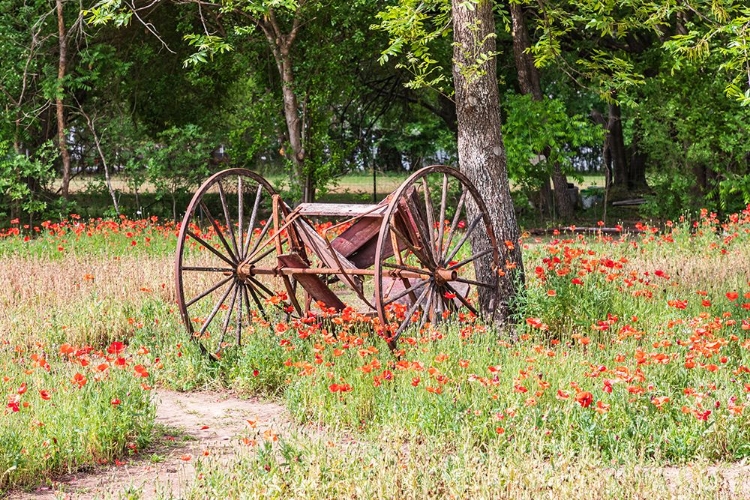 Picture of CASTROVILLE-TEXAS-USA-RUSTED ANTIQUE FARM EQUIPMENT IN A FIELD OF POPPIES