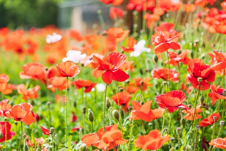 Picture of CASTROVILLE-TEXAS-USA-WILD POPPIES IN THE TEXAS HILL COUNTRY