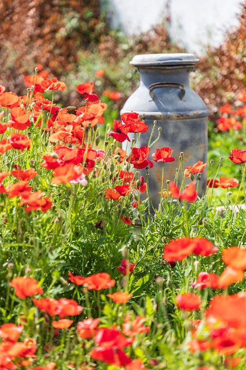 Picture of CASTROVILLE-TEXAS-USA-OLD MILK JUG IN POPPIES IN THE TEXAS HILL COUNTRY