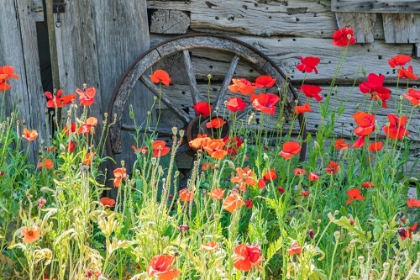 Picture of CASTROVILLE-TEXAS-USA-POPPIES AND HISTORIC BUILDINGS IN THE TEXAS HILL COUNTRY