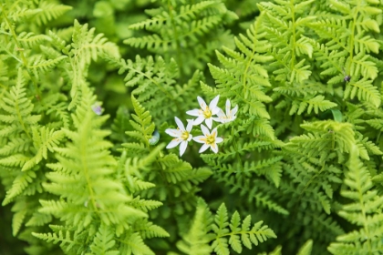 Picture of CASTROVILLE-TEXAS-USA-FERNS IN THE TEXAS HILL COUNTRY