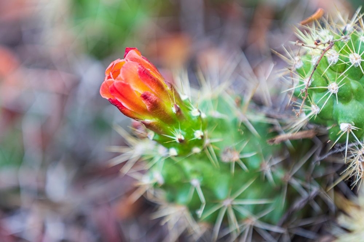 Picture of CASTROVILLE-TEXAS-USA-PRICKLY PEAR FLOWER IN THE TEXAS HILL COUNTRY