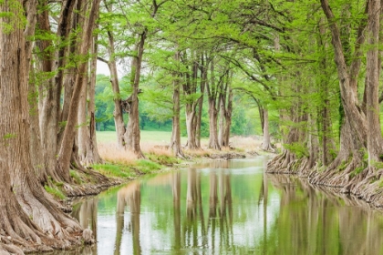 Picture of WARING-TEXAS-USA-TREES ALONG THE GUADALUPE RIVER IN THE TEXAS HILL COUNTRY