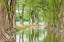 Picture of WARING-TEXAS-USA-TREES ALONG THE GUADALUPE RIVER IN THE TEXAS HILL COUNTRY