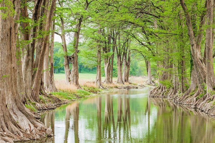 Picture of WARING-TEXAS-USA-TREES ALONG THE GUADALUPE RIVER IN THE TEXAS HILL COUNTRY