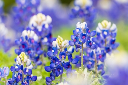 Picture of JOHNSON CITY-TEXAS-USA-BLUEBONNET WILDFLOWERS IN THE TEXAS HILL COUNTRY