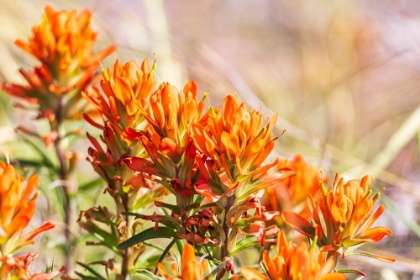 Picture of JOHNSON CITY-TEXAS-USA-INDIAN PAINTBRUSH WILDFLOWERS IN THE TEXAS HILL COUNTRY