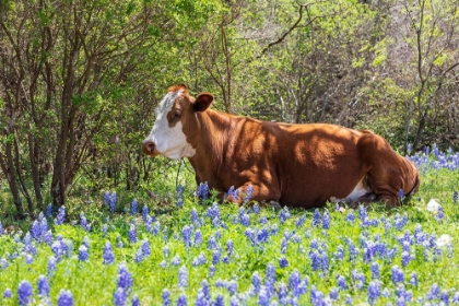 Picture of JOHNSON CITY-TEXAS-USA-COW IN BLUEBONNET WILDFLOWERS IN THE TEXAS HILL COUNTRY