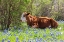 Picture of JOHNSON CITY-TEXAS-USA-COW IN BLUEBONNET WILDFLOWERS IN THE TEXAS HILL COUNTRY