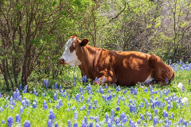 Picture of JOHNSON CITY-TEXAS-USA-COW IN BLUEBONNET WILDFLOWERS IN THE TEXAS HILL COUNTRY