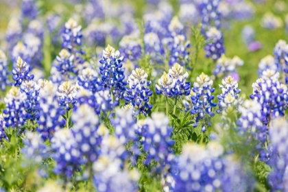 Picture of JOHNSON CITY-TEXAS-USA-BLUEBONNET WILDFLOWERS IN THE TEXAS HILL COUNTRY