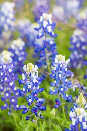 Picture of JOHNSON CITY-TEXAS-USA-BLUEBONNET WILDFLOWERS IN THE TEXAS HILL COUNTRY