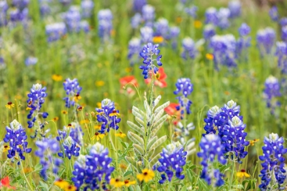 Picture of LLANO-TEXAS-USA-BLUEBONNET AND OTHER WILDFLOWERS IN THE TEXAS HILL COUNTRY
