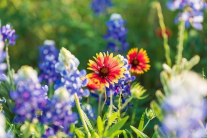 Picture of MARBLE FALLS-TEXAS-USA-BLUEBONNET AND INDIAN BLANKET WILDFLOWERS IN THE TEXAS HILL COUNTRY