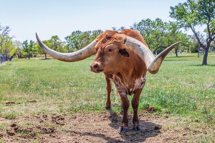 Picture of MARBLE FALLS-TEXAS-USA-LONGHORN CATTLE IN THE TEXAS HILL COUNTRY