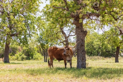Picture of MARBLE FALLS-TEXAS-USA-LONGHORN CATTLE IN THE TEXAS HILL COUNTRY