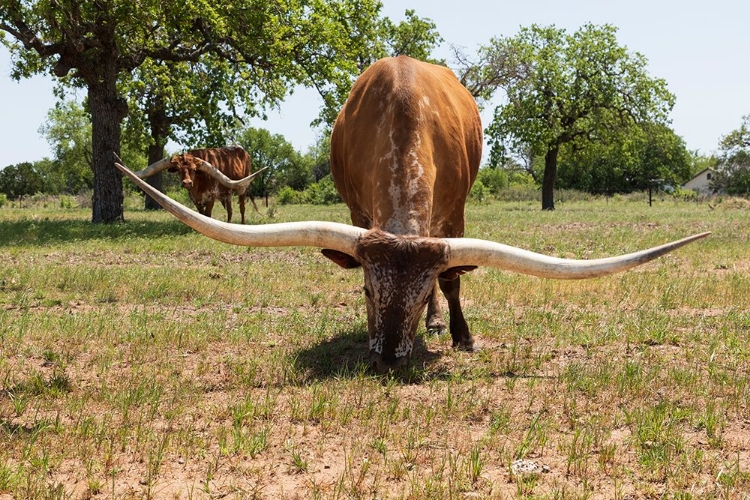 Picture of MARBLE FALLS-TEXAS-USA-LONGHORN CATTLE IN THE TEXAS HILL COUNTRY