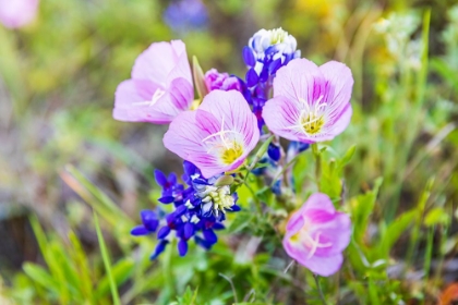 Picture of LAMPASAS-TEXAS-USA-PINK EVENING PRIMROSE AND BLUEBONNET WILDFLOWERS IN THE TEXAS HILL COUNTRY
