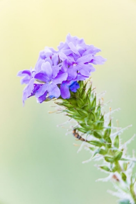 Picture of LAMPASAS-TEXAS-USA-PRAIRIE VERBENA WILDFLOWERS IN THE TEXAS HILL COUNTRY