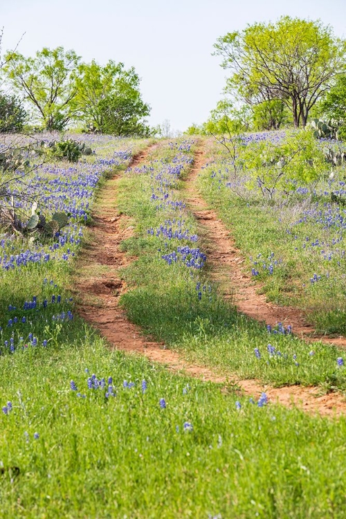 Picture of LLANO-TEXAS-USA-TWO RUT ROAD THROUGH BLUEBONNETS IN THE TEXAS HILL COUNTRY