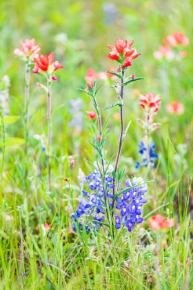 Picture of LLANO-TEXAS-USA-INDIAN PAINTBRUSH AND BLUEBONNET WILDFLOWERS IN THE TEXAS HILL COUNTRY