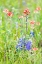 Picture of LLANO-TEXAS-USA-INDIAN PAINTBRUSH AND BLUEBONNET WILDFLOWERS IN THE TEXAS HILL COUNTRY