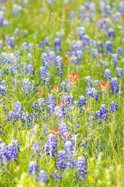 Picture of LLANO-TEXAS-USA-INDIAN PAINTBRUSH AND BLUEBONNET WILDFLOWERS IN THE TEXAS HILL COUNTRY