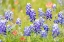 Picture of LLANO-TEXAS-USA-INDIAN PAINTBRUSH AND BLUEBONNET WILDFLOWERS IN THE TEXAS HILL COUNTRY