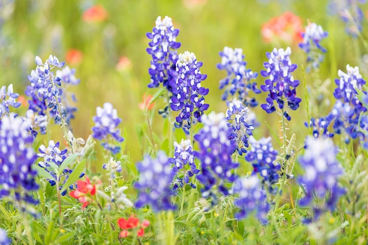 Picture of LLANO-TEXAS-USA-INDIAN PAINTBRUSH AND BLUEBONNET WILDFLOWERS IN THE TEXAS HILL COUNTRY