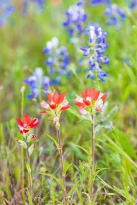 Picture of LLANO-TEXAS-USA-INDIAN PAINTBRUSH AND BLUEBONNET WILDFLOWERS IN THE TEXAS HILL COUNTRY