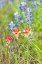 Picture of LLANO-TEXAS-USA-INDIAN PAINTBRUSH AND BLUEBONNET WILDFLOWERS IN THE TEXAS HILL COUNTRY
