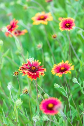 Picture of LLANO-TEXAS-USA-INDIAN BLANKET WILDFLOWERS IN THE TEXAS HILL COUNTRY