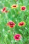 Picture of LLANO-TEXAS-USA-INDIAN BLANKET WILDFLOWERS IN THE TEXAS HILL COUNTRY