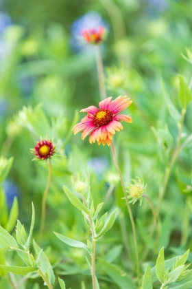 Picture of LLANO-TEXAS-USA-INDIAN BLANKET WILDFLOWERS IN THE TEXAS HILL COUNTRY