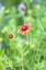 Picture of LLANO-TEXAS-USA-INDIAN BLANKET WILDFLOWERS IN THE TEXAS HILL COUNTRY