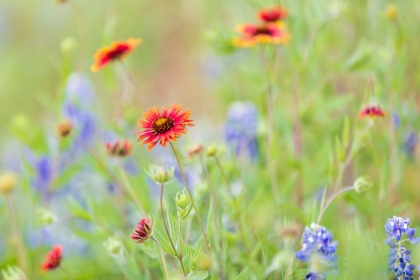 Picture of LLANO-TEXAS-USA-INDIAN BLANKET AND BLUEBONNET WILDFLOWERS IN THE TEXAS HILL COUNTRY