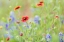 Picture of LLANO-TEXAS-USA-INDIAN BLANKET AND BLUEBONNET WILDFLOWERS IN THE TEXAS HILL COUNTRY